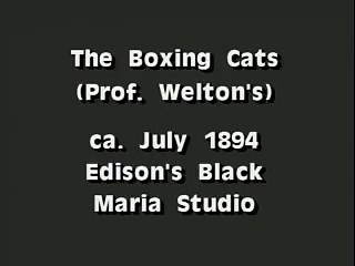 Whatsapp Funny video--boxing cats