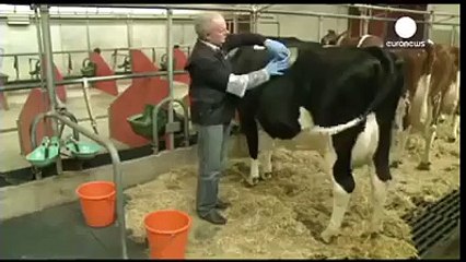 Facebook animals funny, who to more then milk from cow