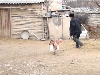 Top oynamayı öğrenen hindi, yılbaşında kesilmekten kurtuldu