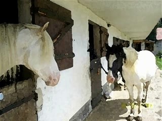 Albino l'albinos