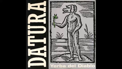 Datura-Yerba del diablo (shagras)