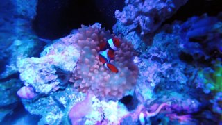 Bubble Tip Anemone Hosting True Percula Clownfish