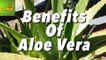 Health Benefits Of Aloe Vera | Care TV
