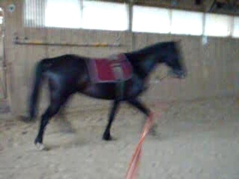 (l) LOulOu à la lOnge