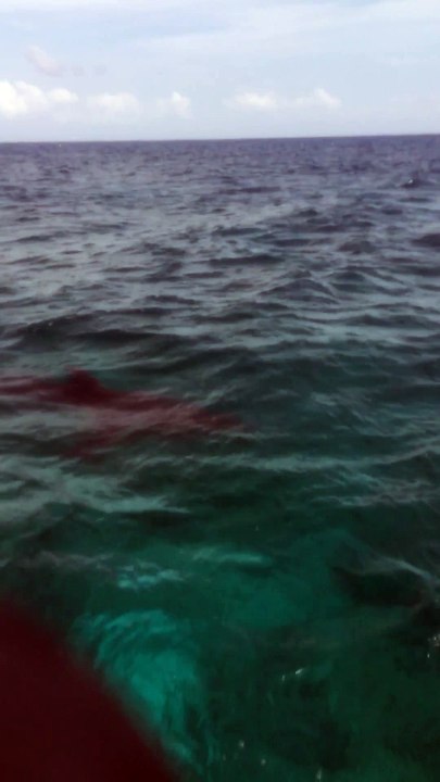 Ils tombent sur un requin blanc en floride au lieu de tortues lol