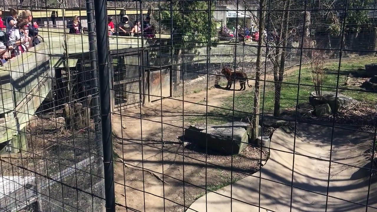 Cette folle va chercher son chapeau dans l'enclos du Tigre !