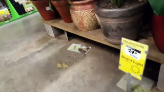 Home Depot mouse problem