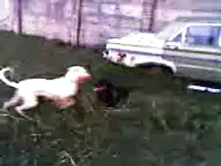 dogo argentino y rottwailer....asesinos?? pufff...