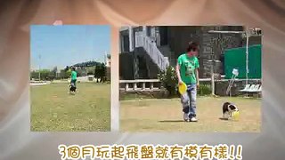 澎湖小霸王 Amazing Frisbee dog!!