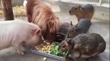 Шведский стол. Все звери едят вместе - Buffet. All animals eat together