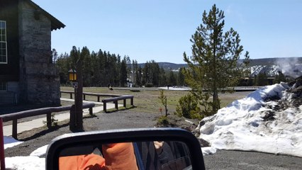 Opening day of Yellowstone. Old faithful lodge. Woman approaches and pets Bison.