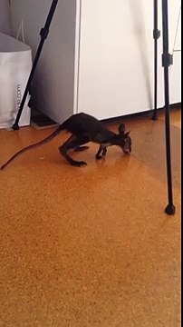 Les premiers pas d'un bébé wallaby