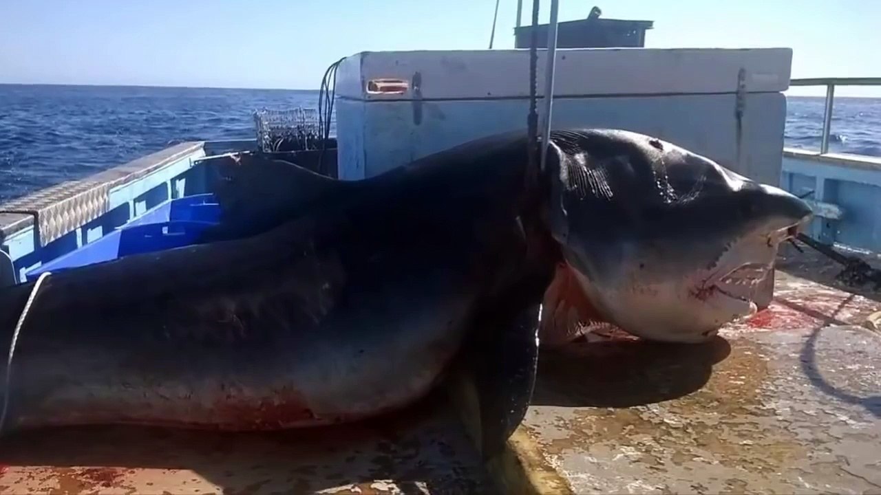 Matan al tiburón azul más grande de la historia (Atrapan a tiburón azul de 6 metros de lar