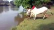 woow what of fantastic jump of this bull    must watch n share   Video Dailymotion