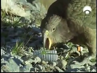 El kea, uno de los animales más inteligentes del mundo (un papagayo)el LORO POR EXELENCIA