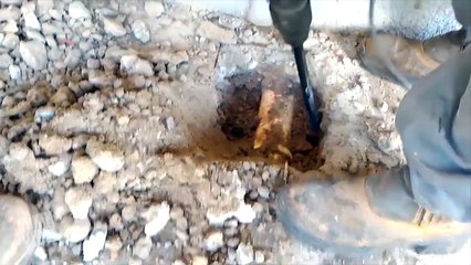 Boruya sıkışan yavru kedileri kurtaran iyi insanlar