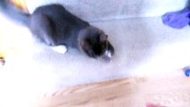 Cute kitten catches paper ball and throws it back