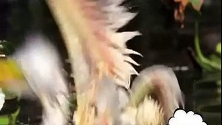 When Animal Attack - Piranha attacks Video Part 2