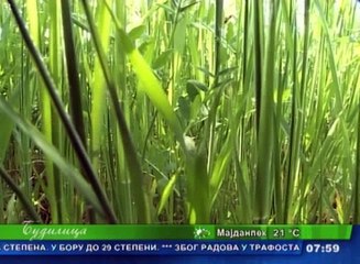 Budilica gostovanje (dr Javorka Stankulić), 18. april 2016. (RTV Bor)