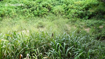 Massive golden orb spider spotted in Australia