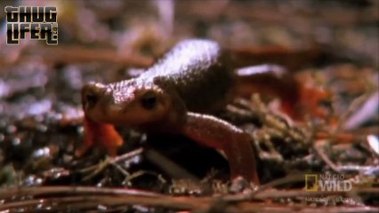 Why you don't fuck with a newt