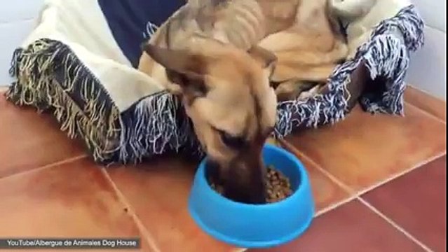 Ils sauvent un chien affamé et très maigre