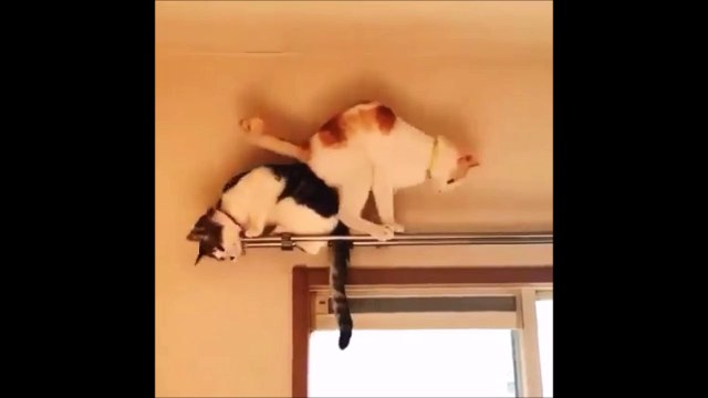 Des chats en mauvaise posture...