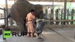 Un éléphant à 3 pattes soigné en Thaïlande