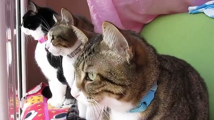Des chats diaboliques préparent un mauvais coup