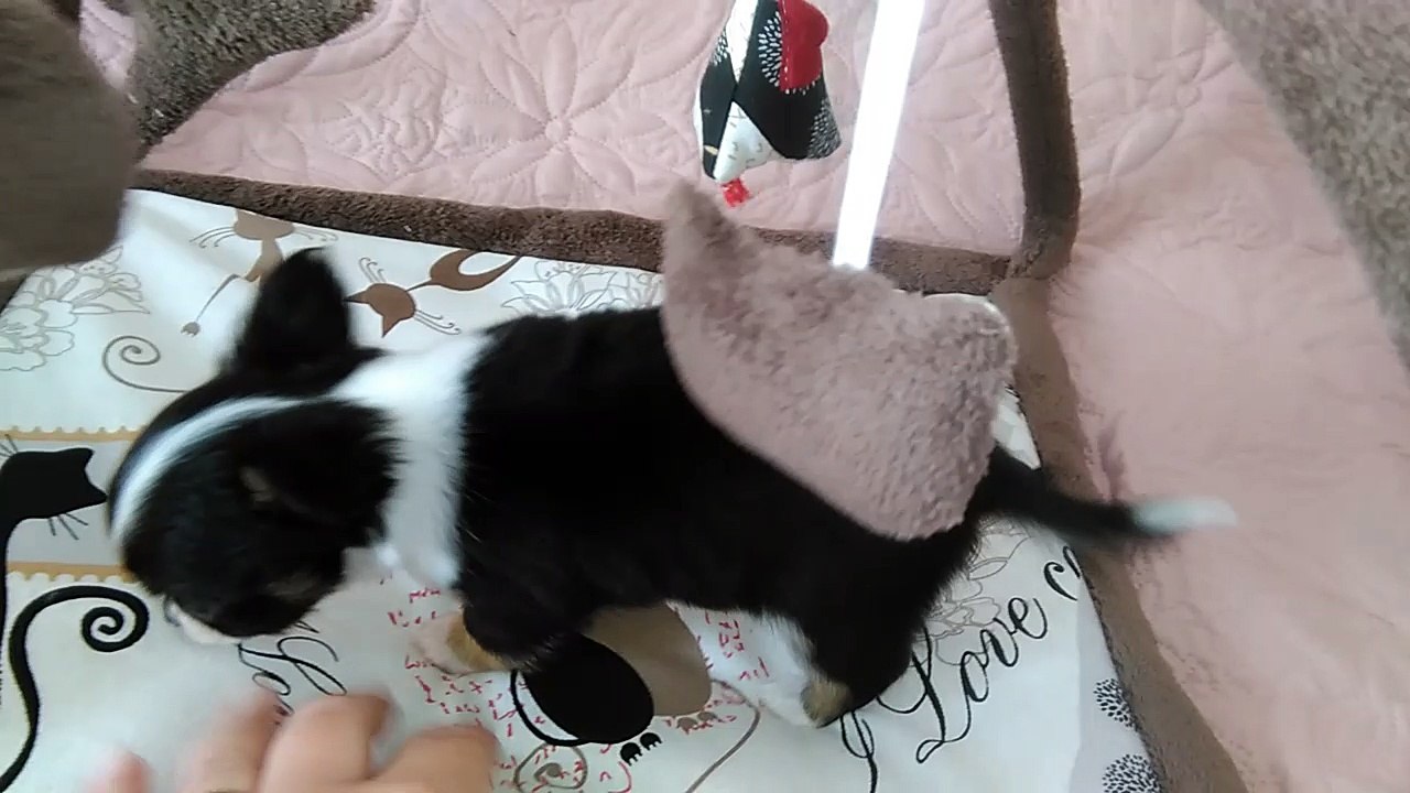 Moonlight Shadow du Domaine des Grands Causses