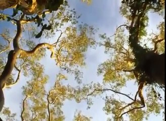 Фракталы! Секрет природы раскрыт