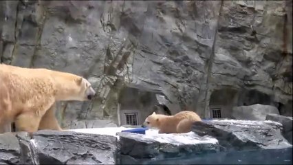 Un ours polaire sauve son bébé tombé dans l'eau