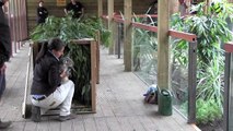 Trois koalas sont arrivés à Pairi Daiza