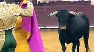 The Portuguese Bull Fighters: History Video.mov