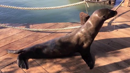 Sea Lions in Lawn Chairs