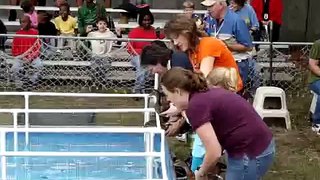 The Great American Duck Race