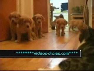 Chiot-puppies-labrador-sable-video-drole