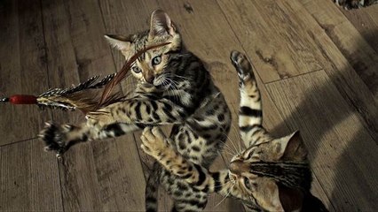 Les Secrets de nos Animaux Domestiques : l'Instinct du Jeu - ST (2016)