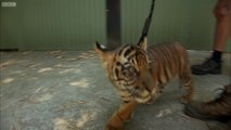 Des bébés tigres rencontrent des adultes pour la première fois !