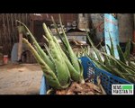 Aloe Vera: A Life-saving plant