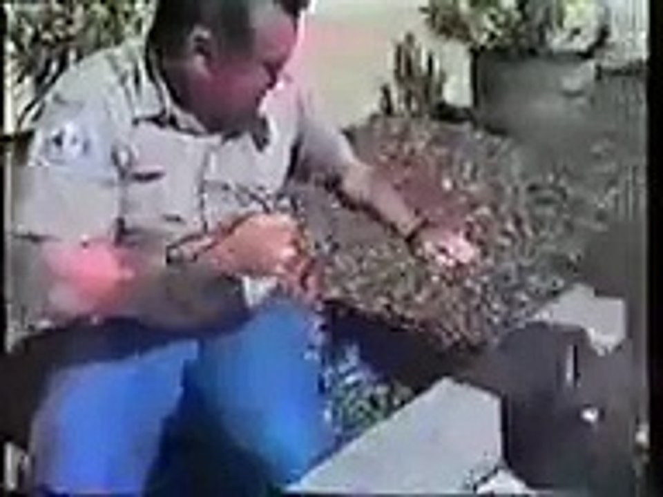 Probably the Funniest Cat Video You ll Ever See