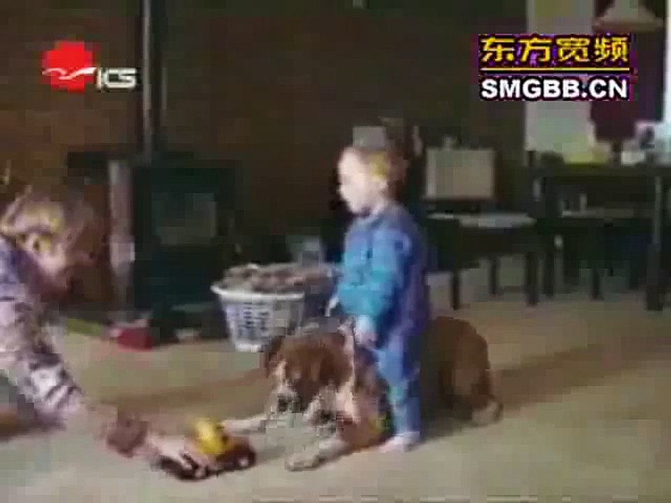 The world s most funny dog video