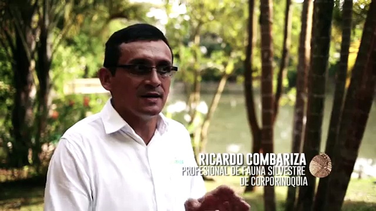 Los arquitectos de la naturaleza: armadillos