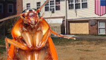 Fumigation of roach-infested apartment sets off explosion. Cockroaches fine