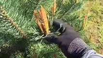Pruning pine trees in spring juvenile with no tools.