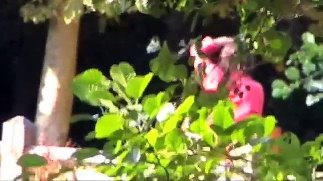 TAI CHI . SÉANCE - JAPON - DAVID BALY PROFESSEUR DE TAI CHI .