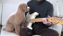 Ce chien va vous apprendre à jouer de la guitare comme un pro