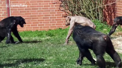 Hairless chimps scuffle with others