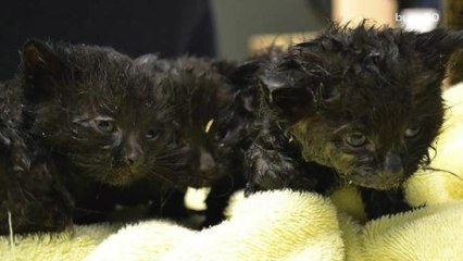 Helpless Kittens Rescued After Being Stuck to Glue Traps