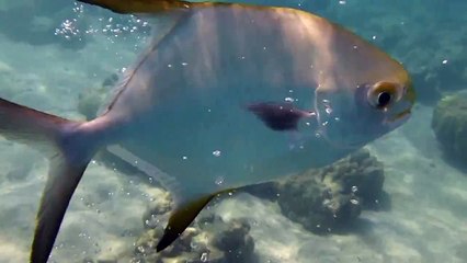 パラオパシフィックリゾートのビーチでシュノーケル１（2013．3.28）